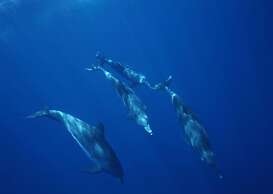 Native Sea Amami