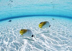 Native Sea Amami