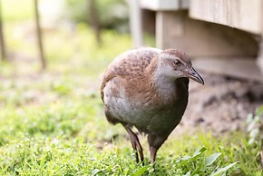 Russell - Orongo Bay Holiday Park