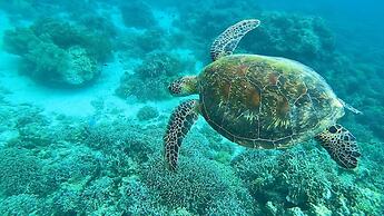Sea Turtle House