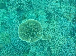 Sea Turtle House