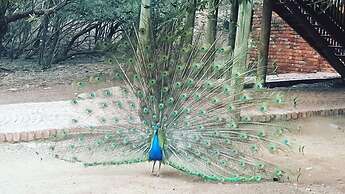 Sangiro Game Lodge