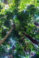 Cape Tribulation Beach House