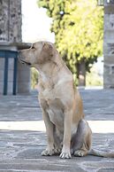 Pyrgos Petropoulaki