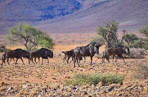 Solitaire Desert Farm