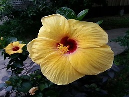Bird of Paradise Bungalows