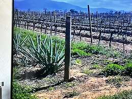 Ecovino Valle de Guadalupe