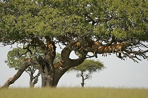 Ikoma Bush Camp