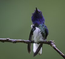 Arte de Plumas birding lodge