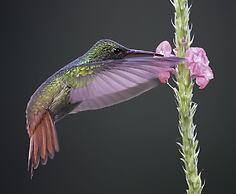 Arte de Plumas birding lodge