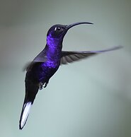 Arte de Plumas birding lodge