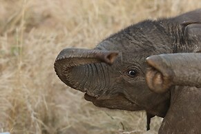 Simbavati Mvubu