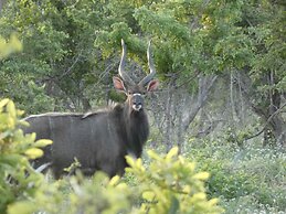 Gem in the bush lodge