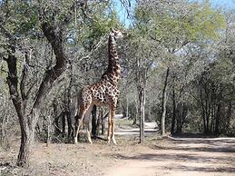 Gem in the bush lodge