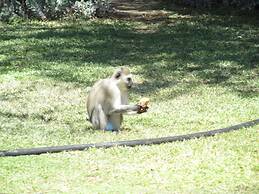 Amanzimlotzi Riverside Bush Camp