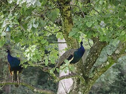 The Roost