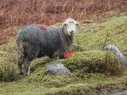 Helton Fell