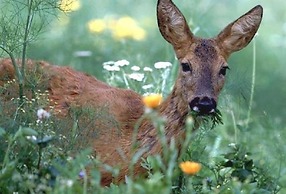 Kräuterbaude