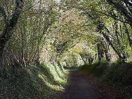 The Mews