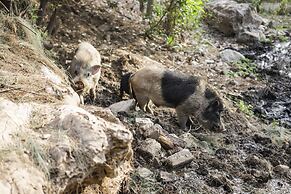 Rancho San Carlos Aguas Termales