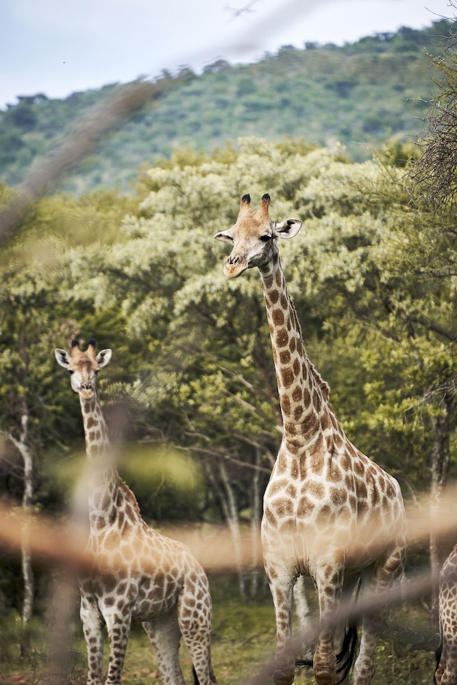 Letamo at Qwabi Private Game Reserve
