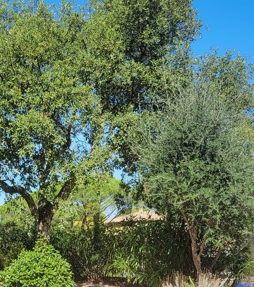 le Mas du Rouquan