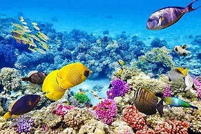 Hurghada apartment