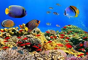Hurghada apartment