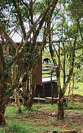Rio Celeste Nature View