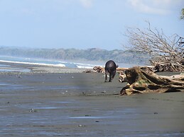 Pirate Cove