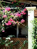Tropical Gardens