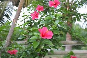 Rock Villa Hoi An