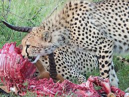 Mara Ngenche Safari Camp