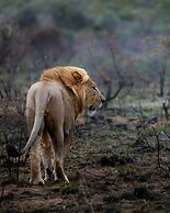 Sediba Luxury Safari Lodge