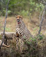 Sediba Luxury Safari Lodge