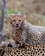 Sediba Luxury Safari Lodge