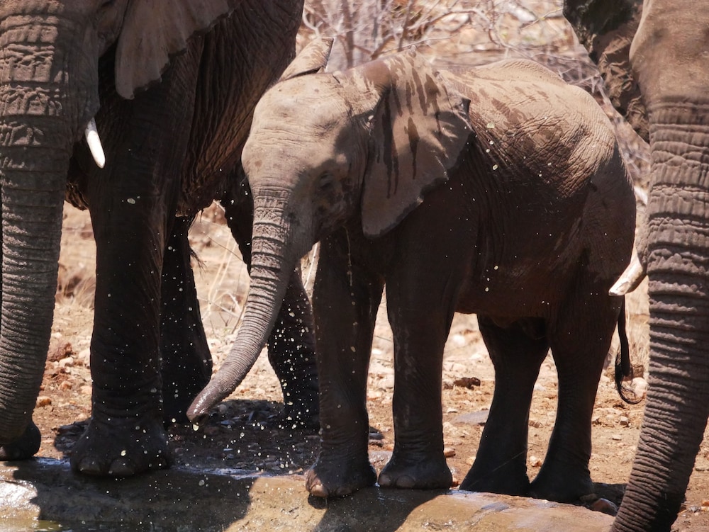 Mbizi Bush Lodge