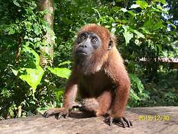 Tronco Tambopata Adventure