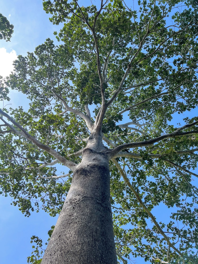 Tayrona Cachaco River