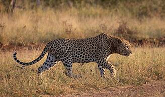 MILIMA Big 5 Safari Lodge