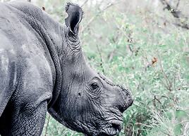 MILIMA Big 5 Safari Lodge