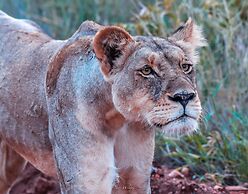 MILIMA Big 5 Safari Lodge