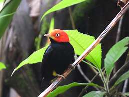 Esquipulas Rainforest
