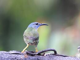 Esquipulas Rainforest