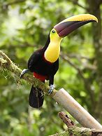 Esquipulas Rainforest