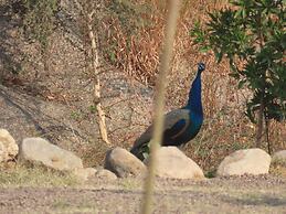 Clarks Safari Jawai