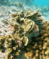 One The Island