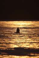 Alaya Yoga & Surf & Retreat