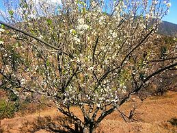 In Apple Estate Kanatal