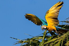 Cuyabeno Lodge
